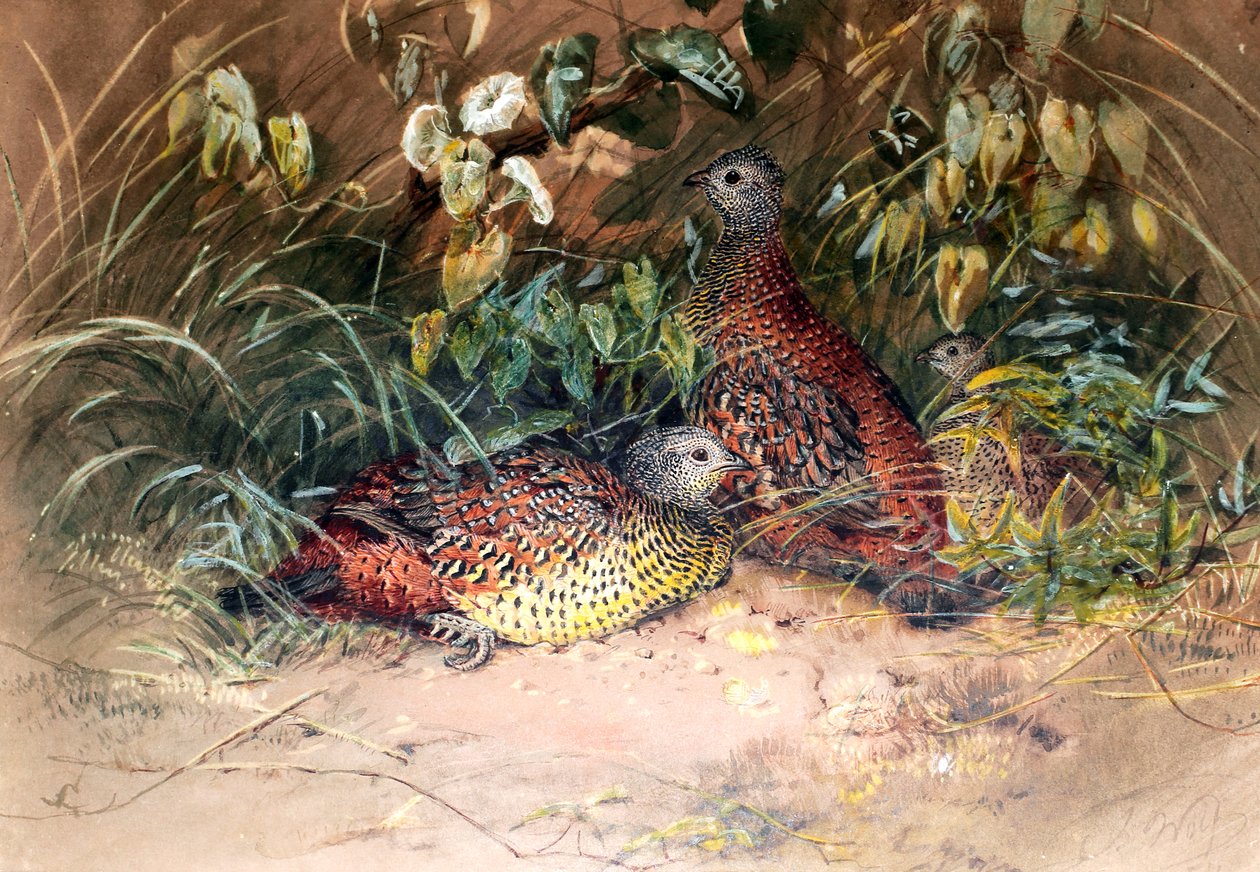 Galloperdiz de Hardwicke (Galloperdix lunulata), 1852-54 de Joseph Wolf