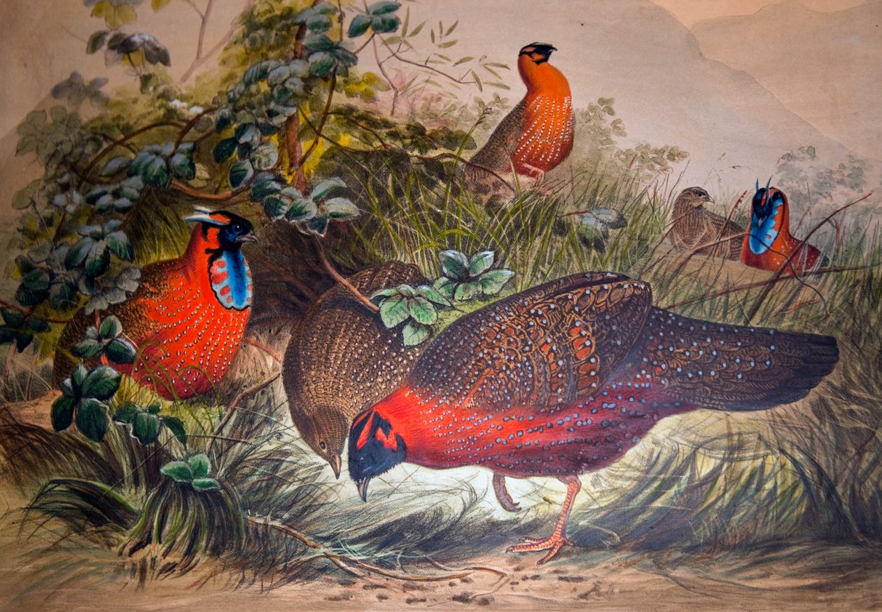 Tragopan cornudo, 1861 de Joseph Wolf