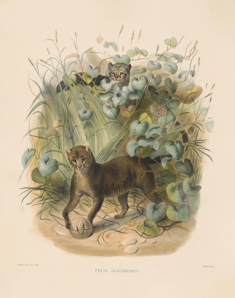  de Joseph Wolf