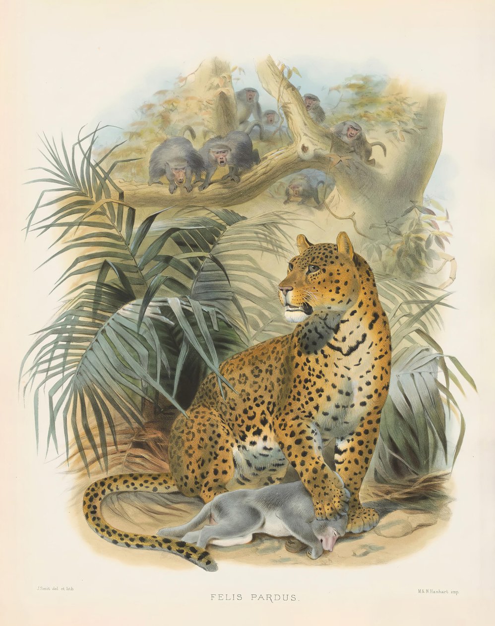  de Joseph Wolf
