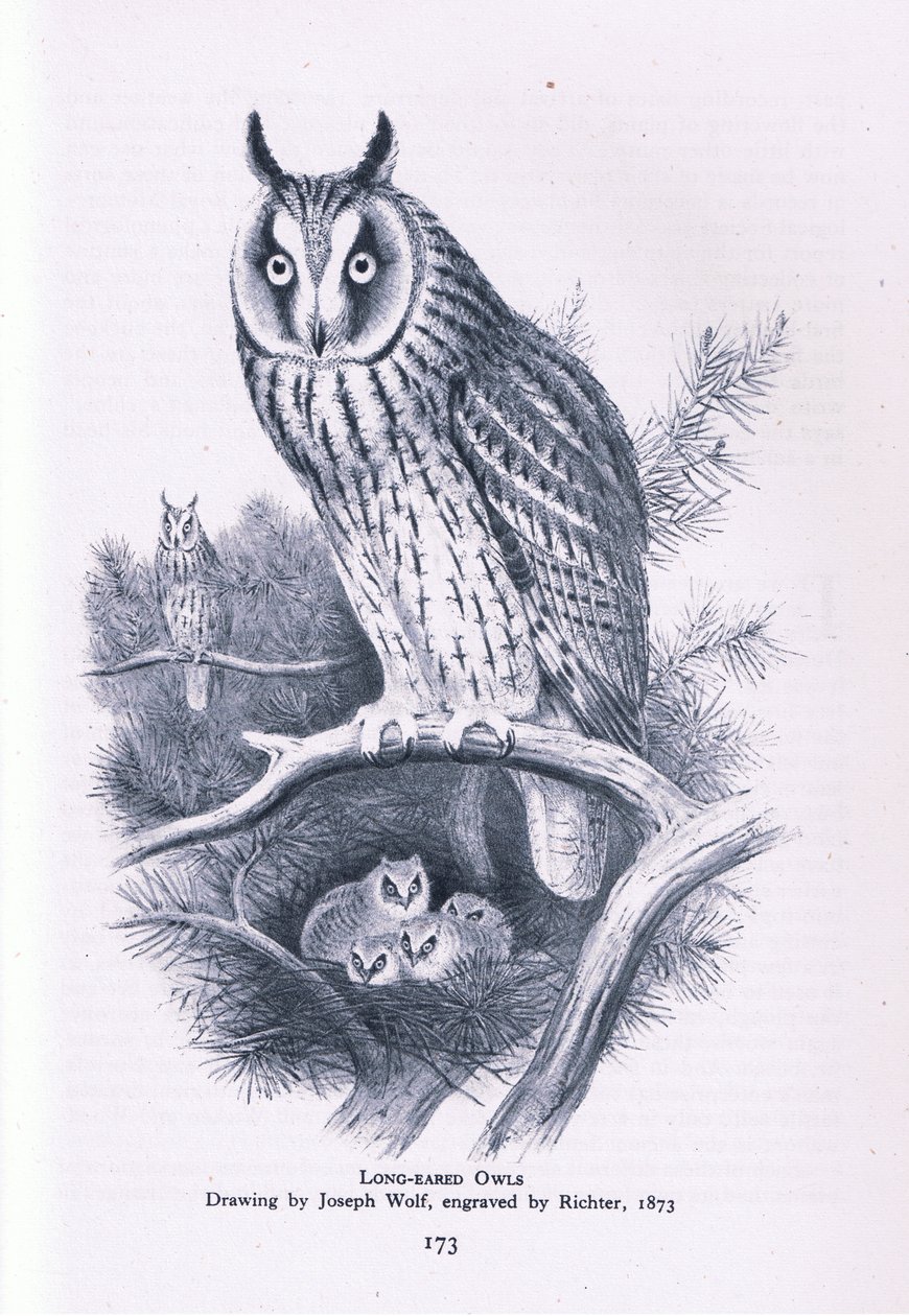 Búho Chico, Naturaleza en Gran Bretaña publicada por Collins, 1946 de Joseph Wolf