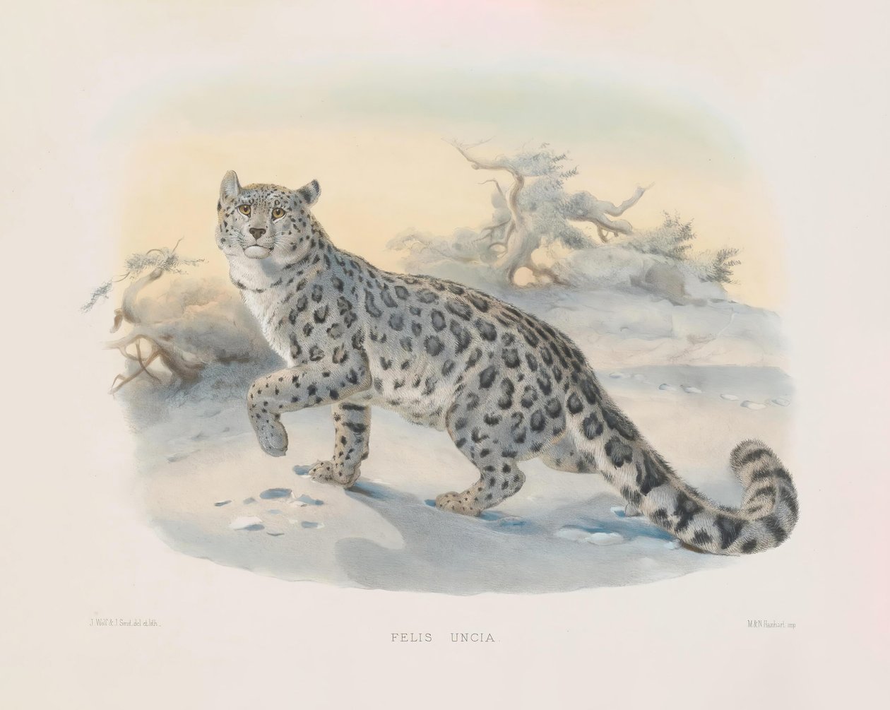  de Joseph Wolf