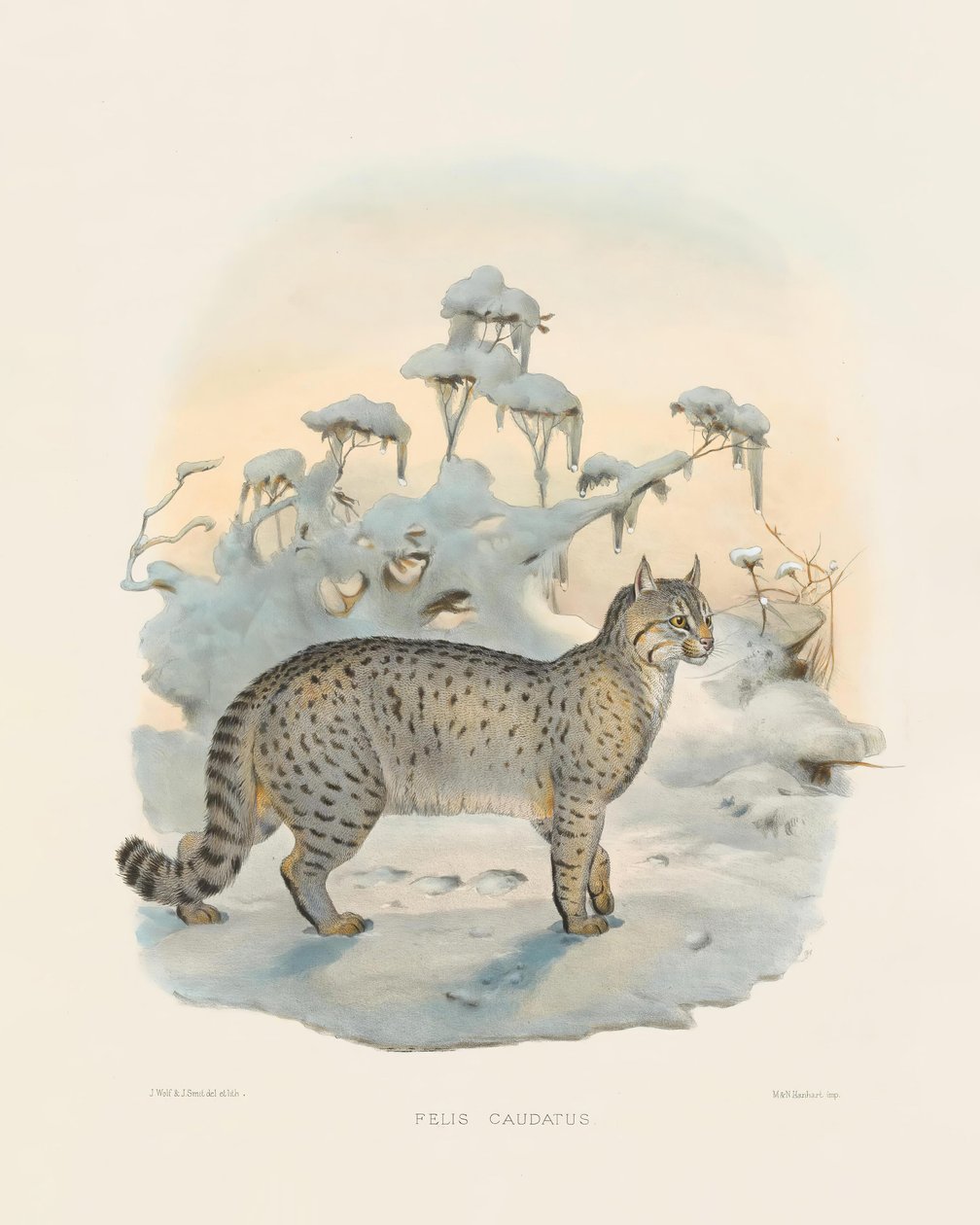  de Joseph Wolf