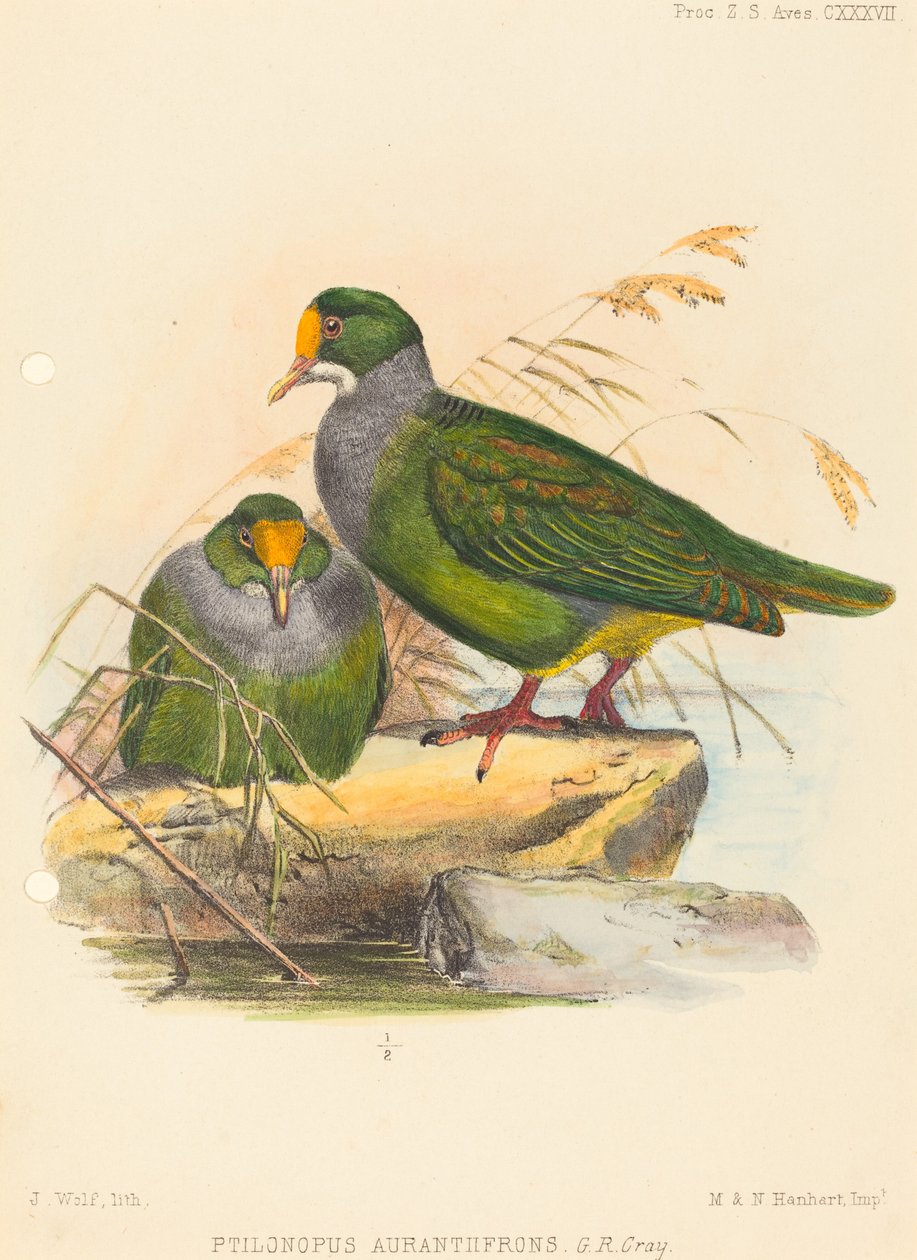 Dos pájaros (Ptilonopus Auranthfrons) de Joseph Wolf