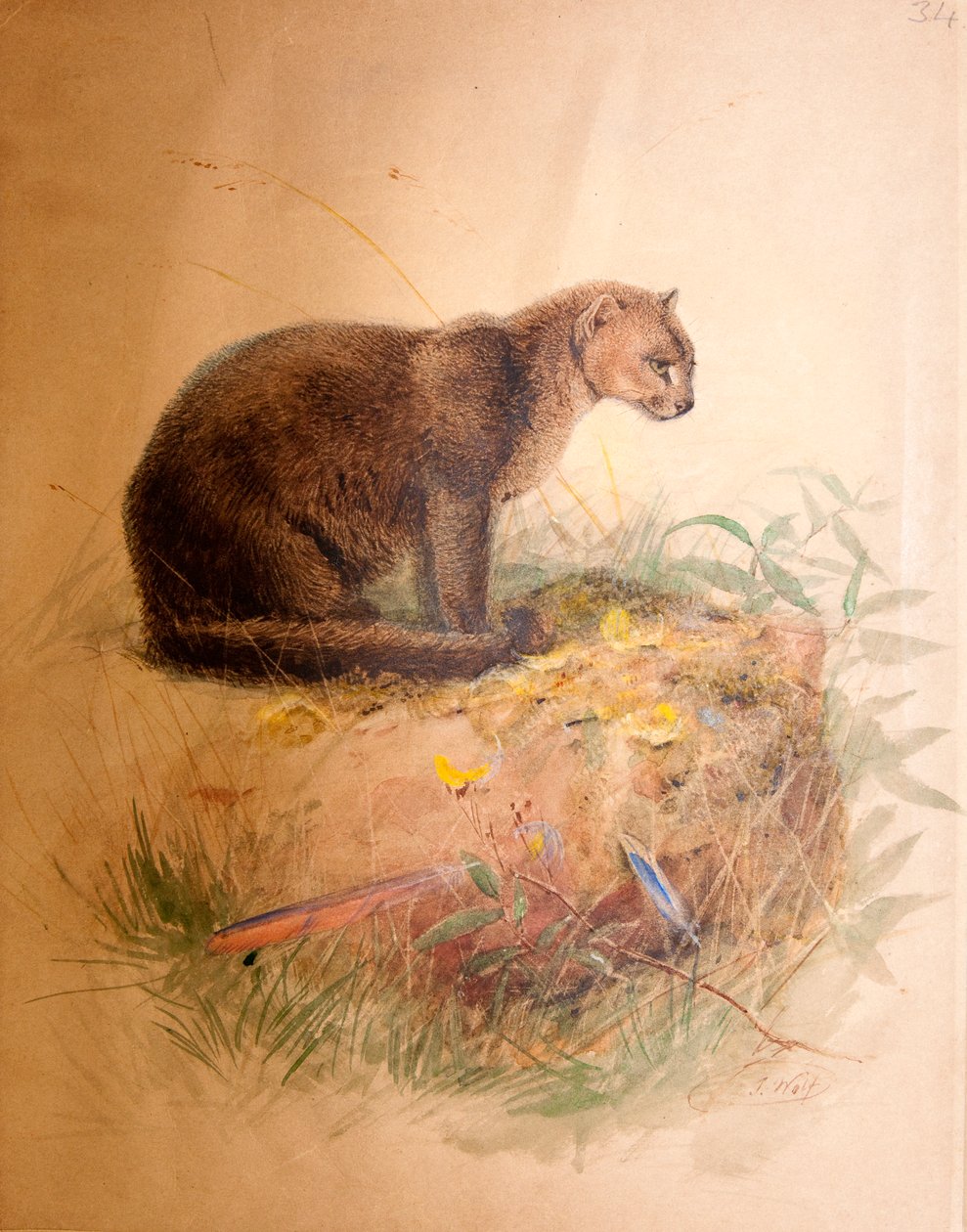Gato yaguarundí, 1851-69 de Joseph Wolf