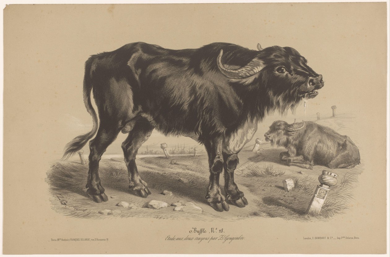 Búfalo Buffalo (título sobre el objeto) Dierenstudies in twee soorten krijt (título de la serie) Estudio con dos lápices de Z. Gengembre (título de la serie) de Joseph Zephyris Gengembre