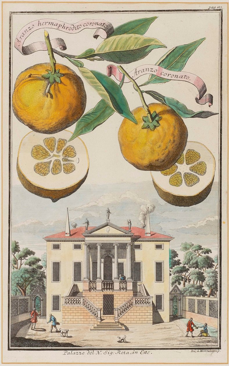 Aranzo hermafrodita coronado de Joseph de Montalegre