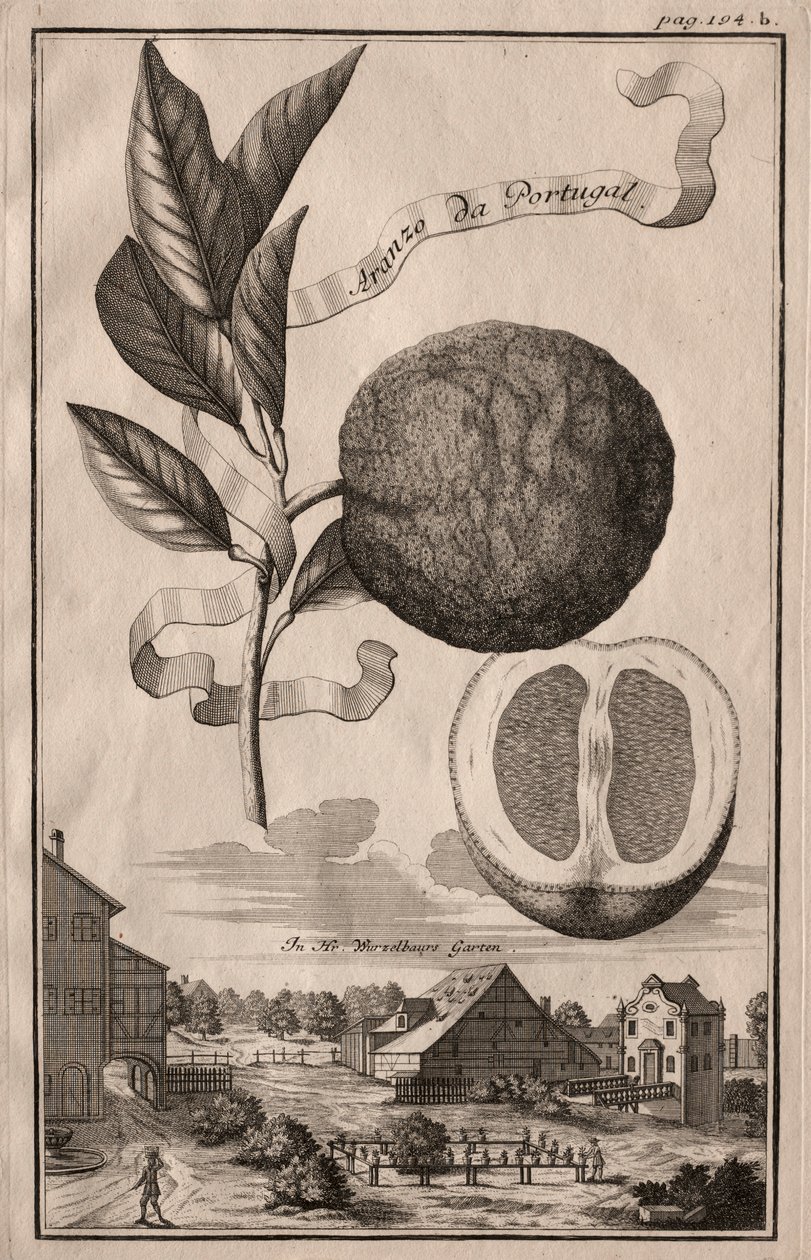Nurnbergische Hesperides: Aranzo de Portugal, 1714 de Joseph de Montalegre