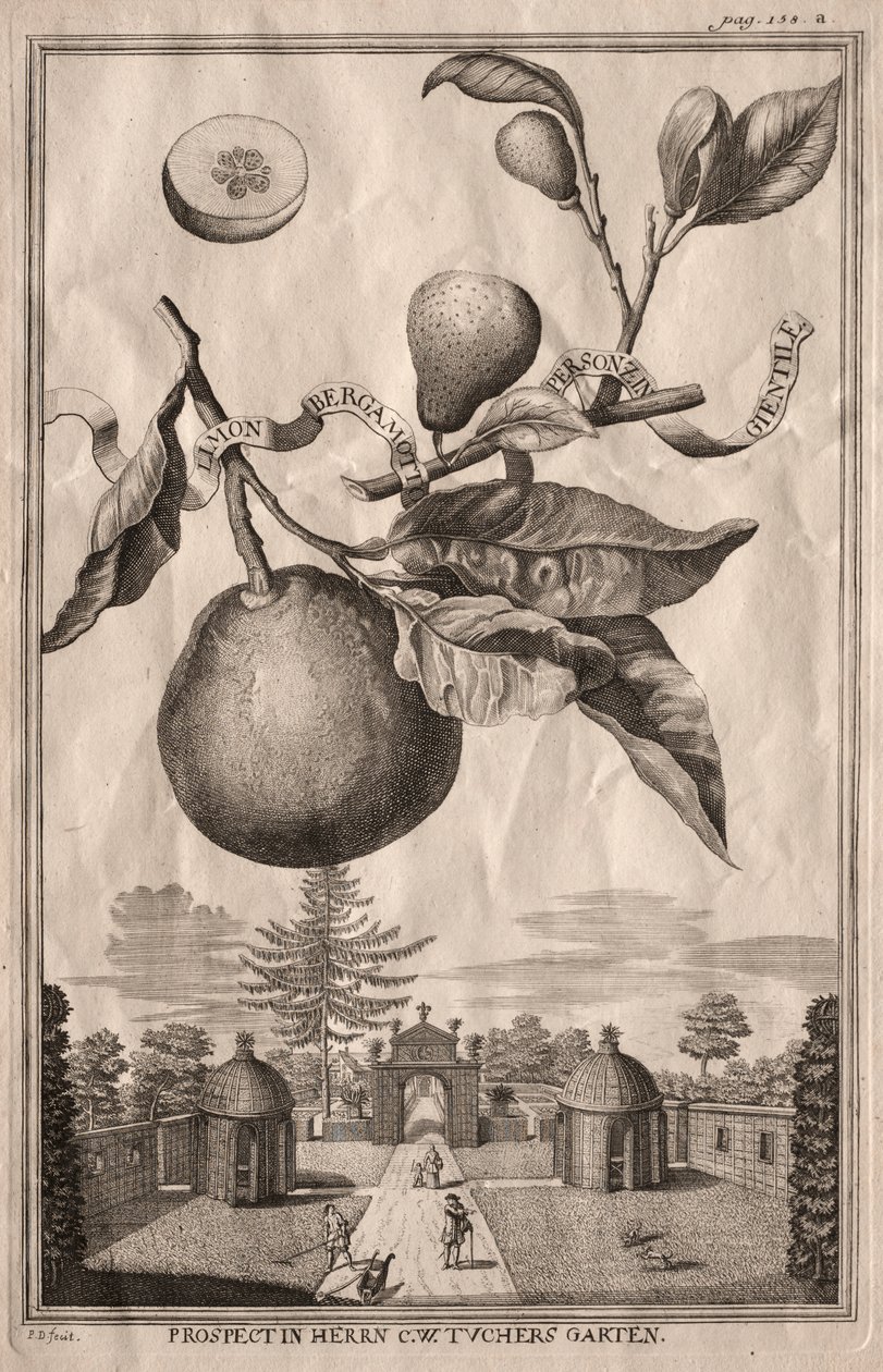 Nurnbergische Hesperides: Limon bergamotto personzin gientile de Joseph de Montalegre