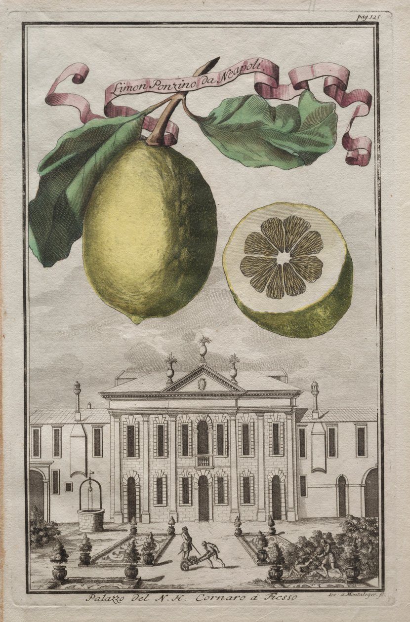 Nurnbergische Hesperides: No125 - Limon Ponzino da Neapoli. Palazzo del N. H. Cornaro à Fiesso, c170 de Joseph de Montalegre
