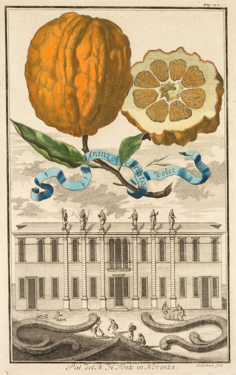 Nurnbergische Hesperides: No. 185 - Aranzo Striato dolce. Palazzo del N. H. Fonte en Noventa de Joseph de Montalegre