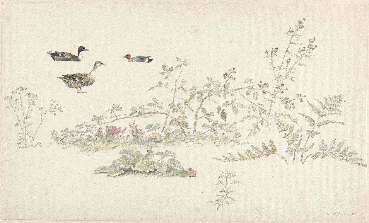Hoja de estudio con plantas y aves acuáticas de Josephus Augustus Knip
