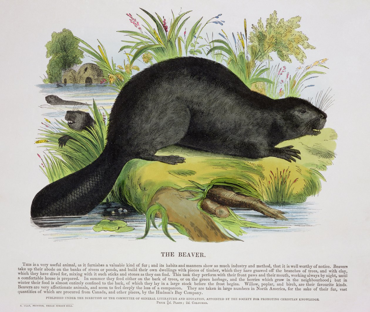 El castor, ilustración educativa publicada por la Sociedad para la Promoción del Conocimiento Cristiano, 1843 de Josiah Wood Whymper