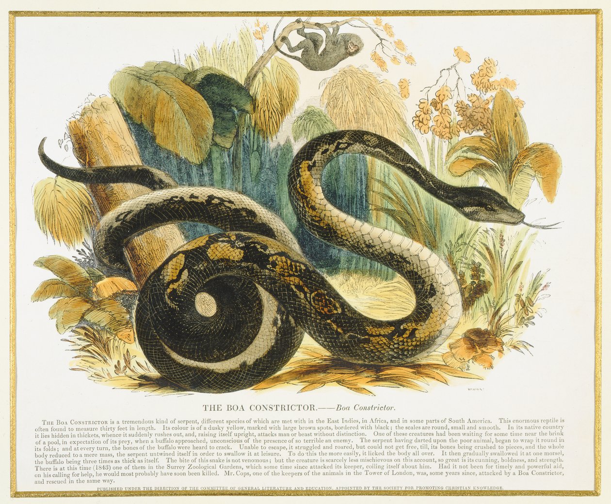 La boa constrictor, ilustración educativa publicada por la Sociedad para la Promoción del Conocimiento Cristiano, 1843 de Josiah Wood Whymper