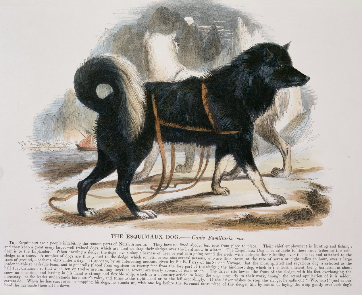 El perro esquimal (Canis familiaris) ilustración educativa publicada por la Sociedad para la Promoción del Conocimiento Cristiano, 1843 de Josiah Wood Whymper