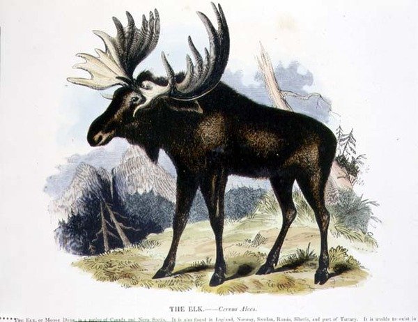 El Alce (Cervus alces) ilustración educativa publicada por la Sociedad para la Promoción del Conocimiento Cristiano de Josiah Wood Whymper