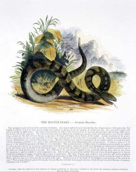 La Serpiente de Cascabel (Crotalus horridus) ilustración educativa pub. por la Sociedad para la Promoción del Conocimiento Cristiano de Josiah Wood Whymper