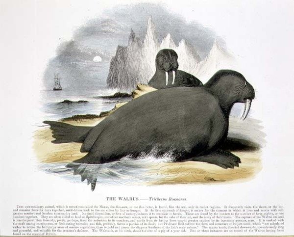 El morsa (Trichecus rosmarus) ilustración educativa pub. por la Sociedad para la Promoción del Conocimiento Cristiano de Josiah Wood Whymper