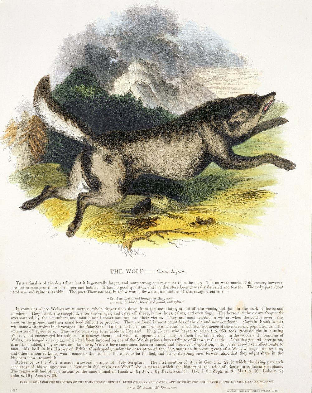 El lobo (Canis lupus) ilustración educativa publicada por la Sociedad para la Promoción del Conocimiento Cristiano, 1843 de Josiah Wood Whymper