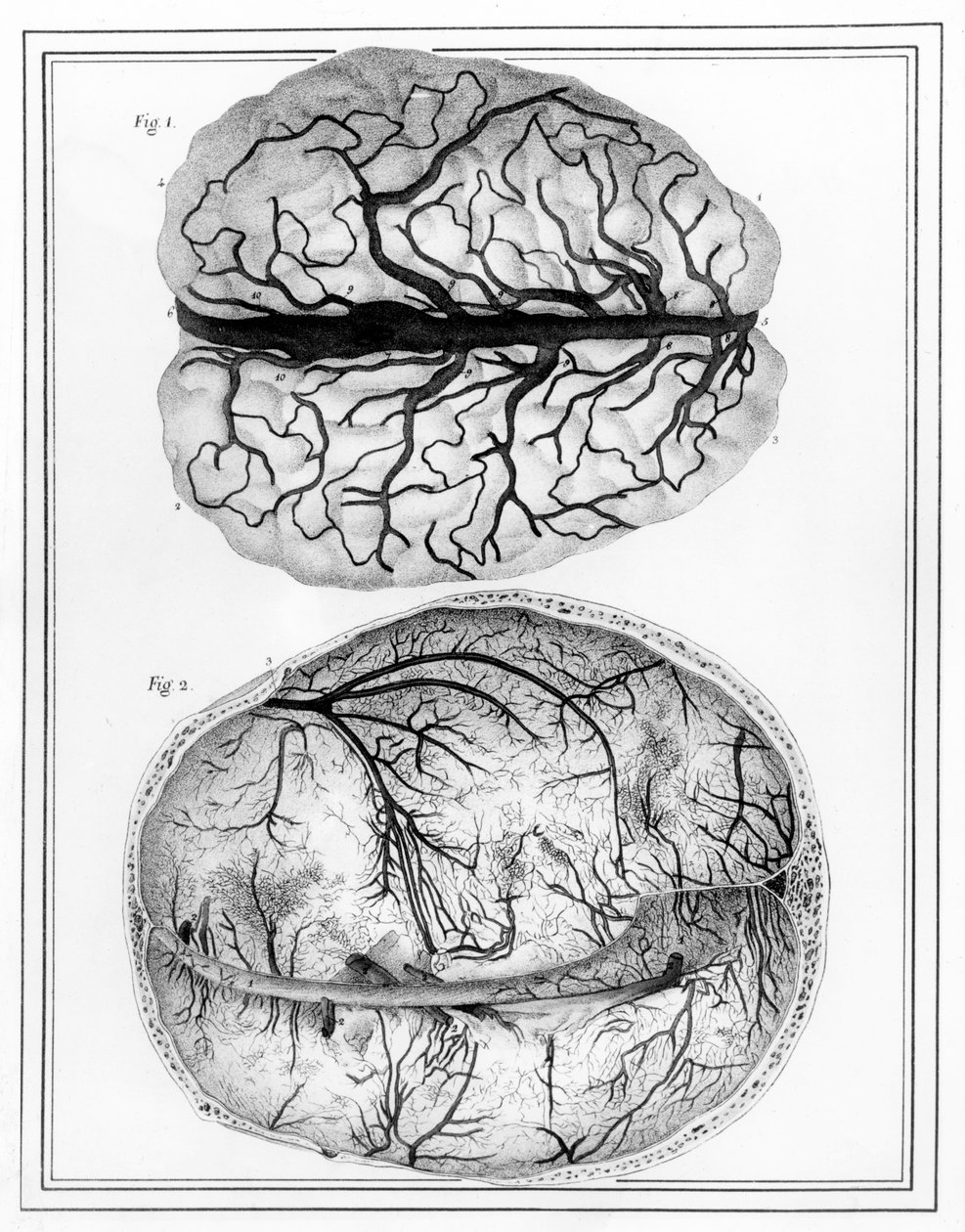 El cerebro, 1825 de Jules Germain Cloquet