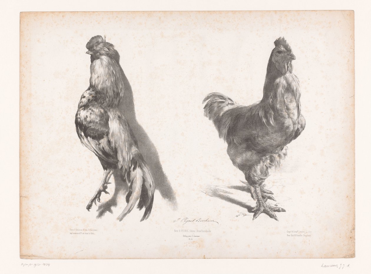 Estudio de un pollo vivo y muerto Estudios con animales (título de la serie) Petites études d
