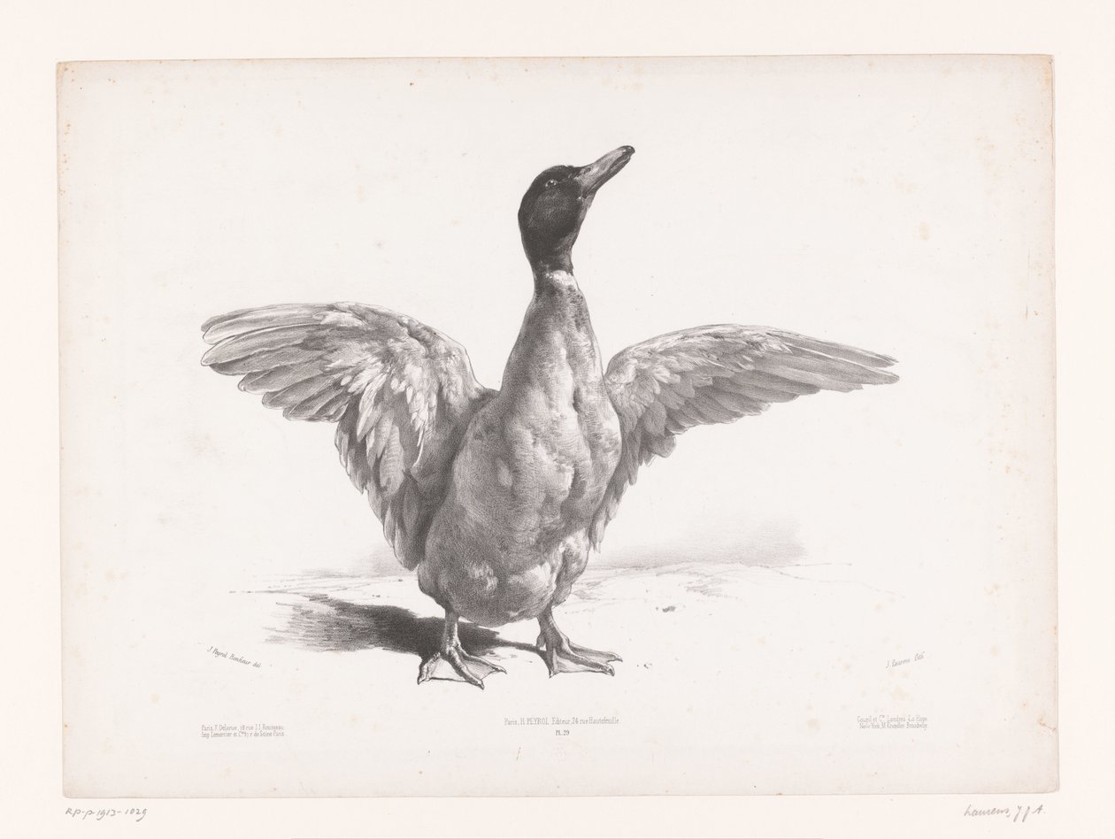Estudio de un pato con alas extendidas Estudios con animales (título de la serie) Petites études d