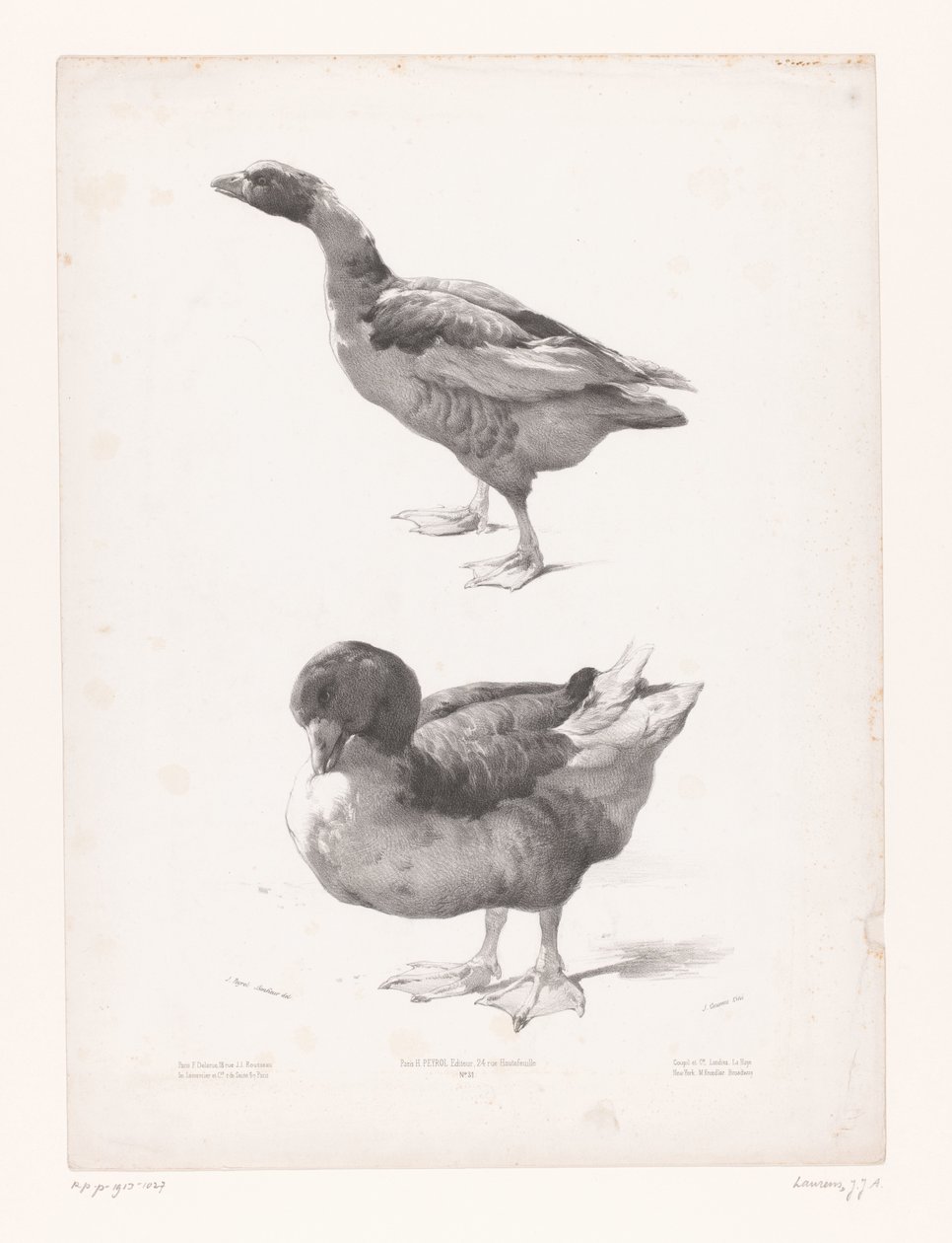 estudio de un ganso y un pato Estudios con animales (título de la serie) Petites études d