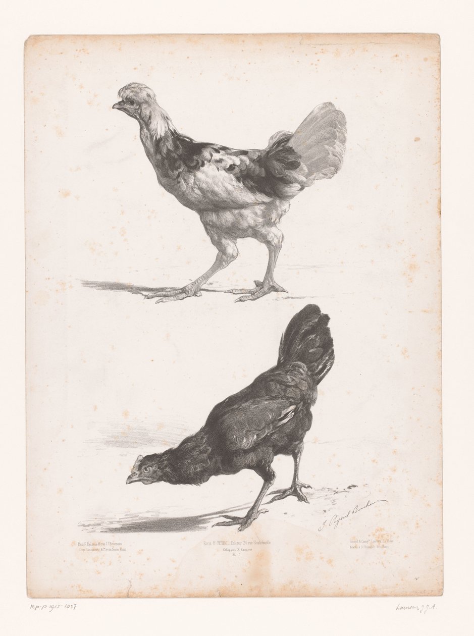 estudio de dos pollos Estudios con animales (título de la serie) Petites études d