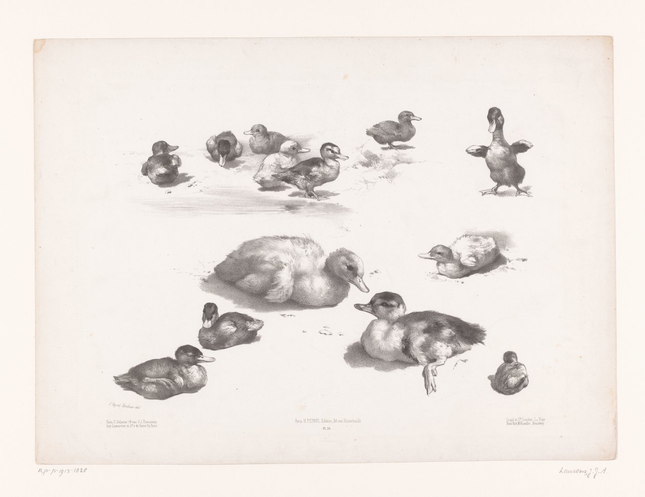 Estudios de patos y patitos. Estudios con animales (título de la serie) Petites études d