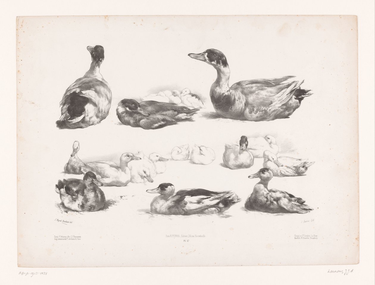 Estudios de grupos de patos recostados Estudios con animales (título de la serie) Petites études d