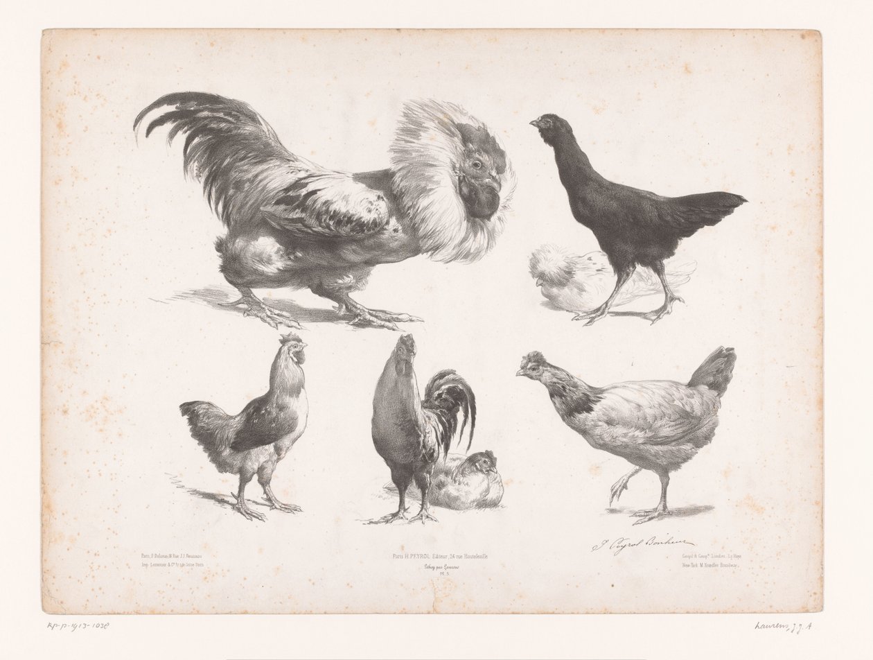 Estudios de diferentes tipos de pollos. Estudios con animales (título de la serie) Petites études d