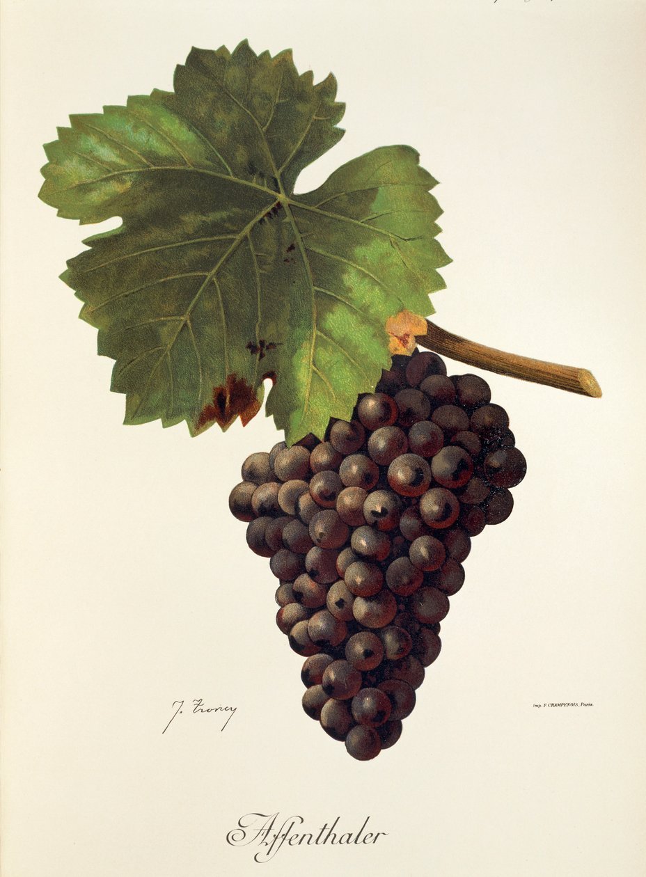 Uva Affenthaler por J. Troncy de Jules Troncy