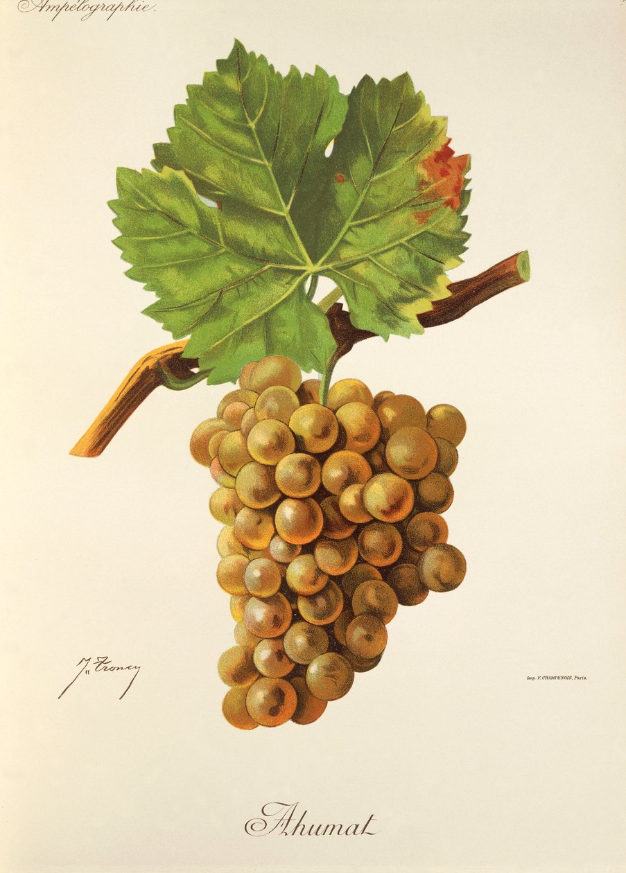 Uva Ahumat por J. Troncy de Jules Troncy