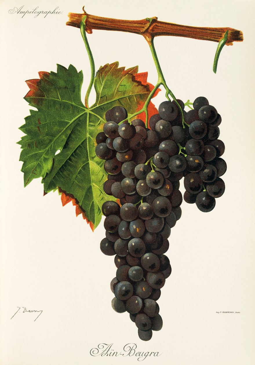 Uva Ain Beugra por J. Troncy de Jules Troncy