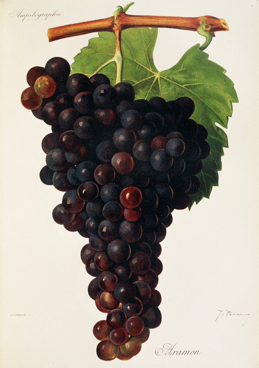 Uva de Aramón por J. Troncy de Jules Troncy