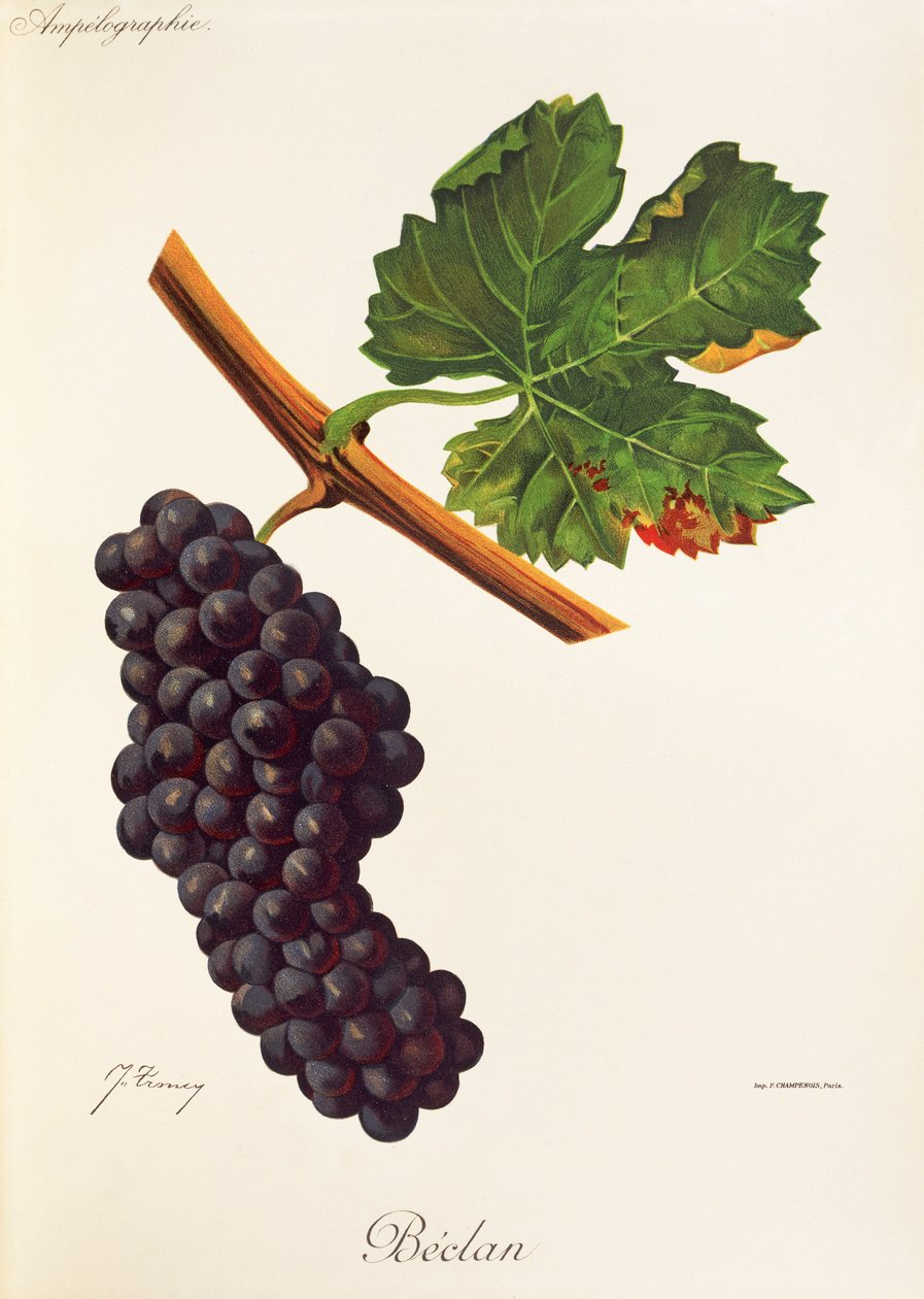 Uva Beclan de J. Troncy de Jules Troncy