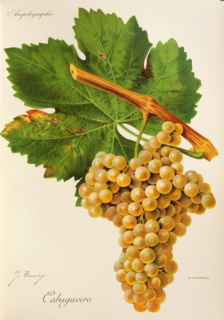Uva Cabugueiro por J. Troncy de Jules Troncy