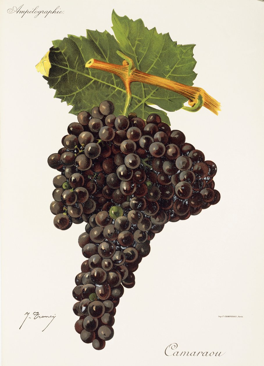 Uva Camaraou por J. Troncy de Jules Troncy