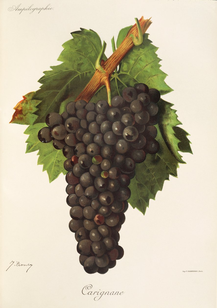 Uva Carignane por J. Troncy de Jules Troncy