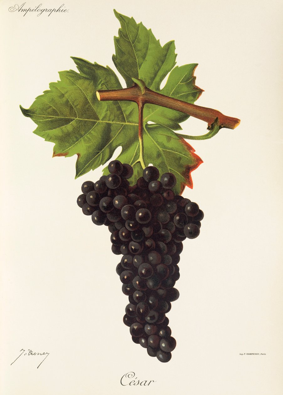 Uva Cesar por J. Troncy de Jules Troncy