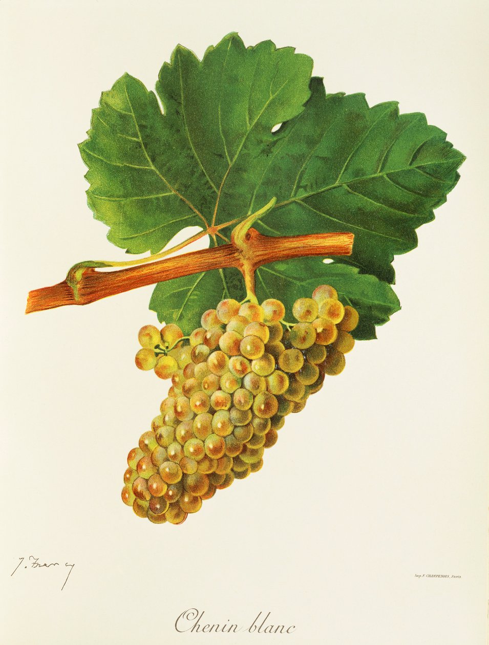 Uva Chenin Blanc por J. Troncy de Jules Troncy