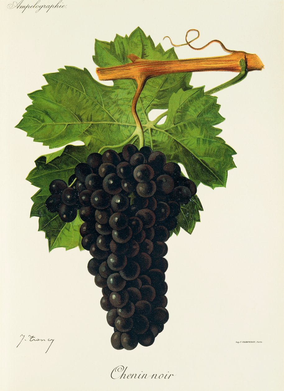 Uva Chenin Noir por J. Troncy de Jules Troncy