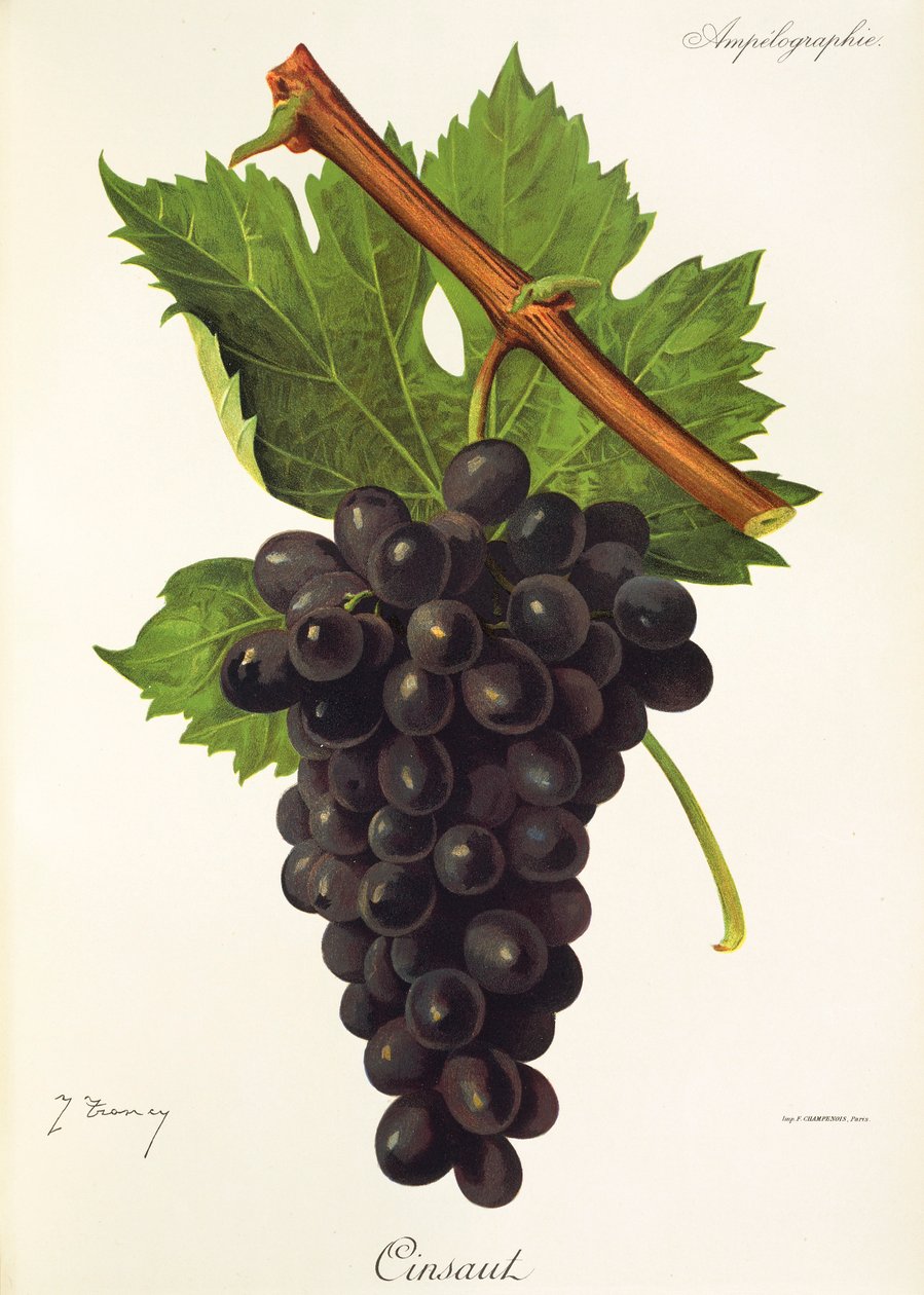Uva Cinsaut por J. Troncy de Jules Troncy