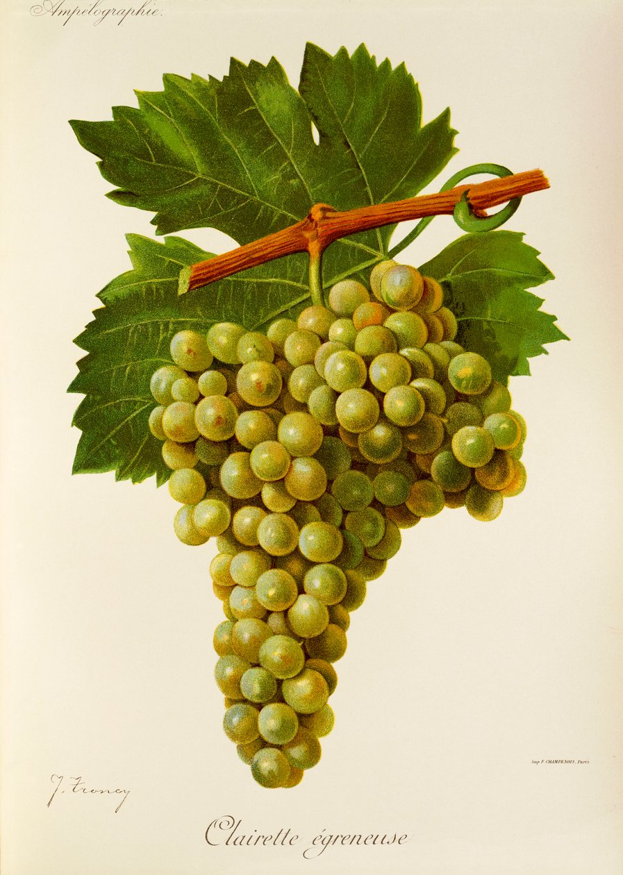 Uva Clairette Egreneuse de J. Troncy de Jules Troncy