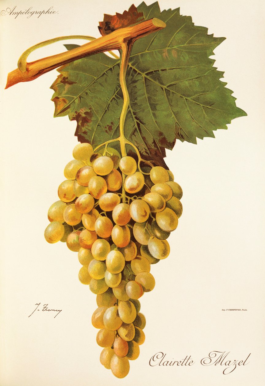 Uva Clairette Mazel de J. Troncy de Jules Troncy