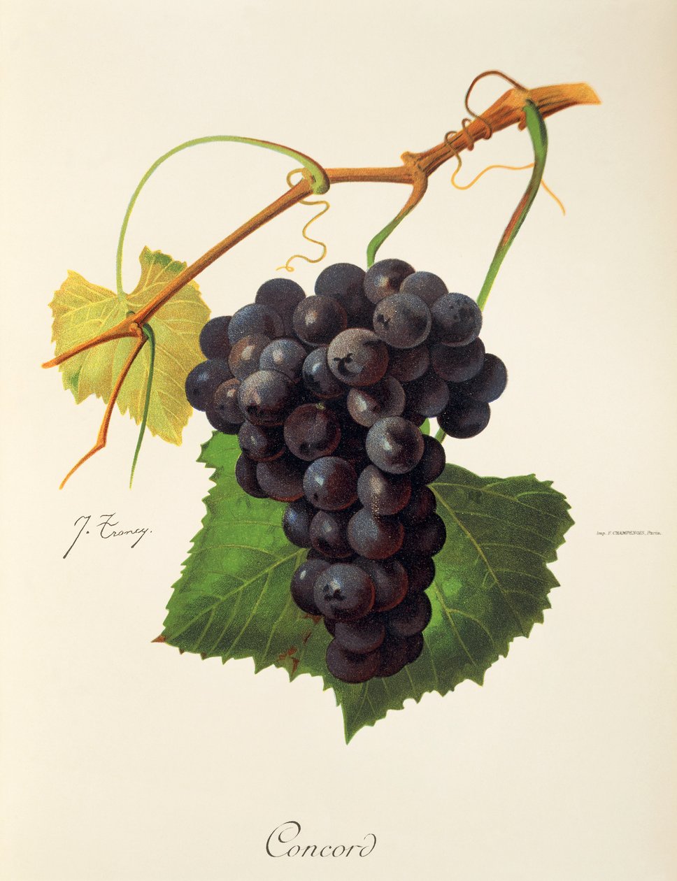 Uva Concord por J. Troncy de Jules Troncy