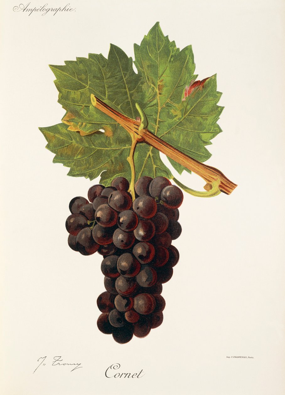 Uva Cornet de J. Troncy de Jules Troncy