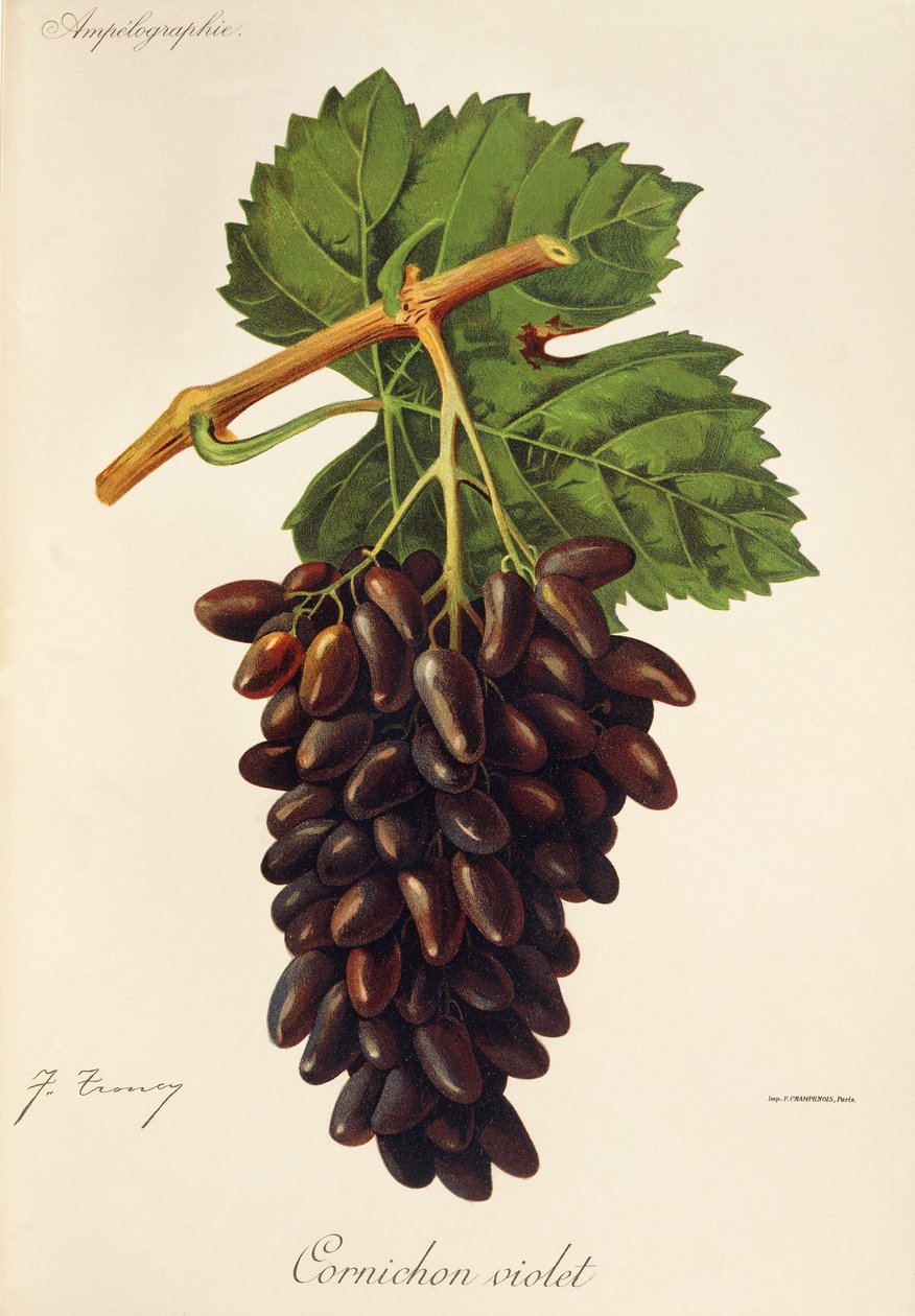 Uva Cornichon Violeta de J. Troncy de Jules Troncy