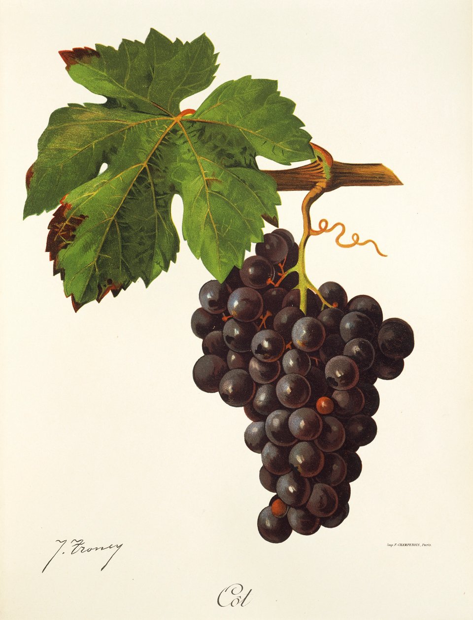 Uva Cot de J. Troncy de Jules Troncy