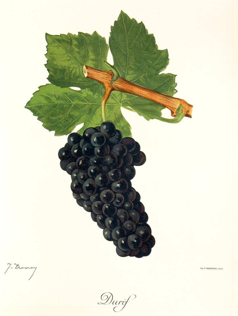 Uva Durif por J. Troncy de Jules Troncy